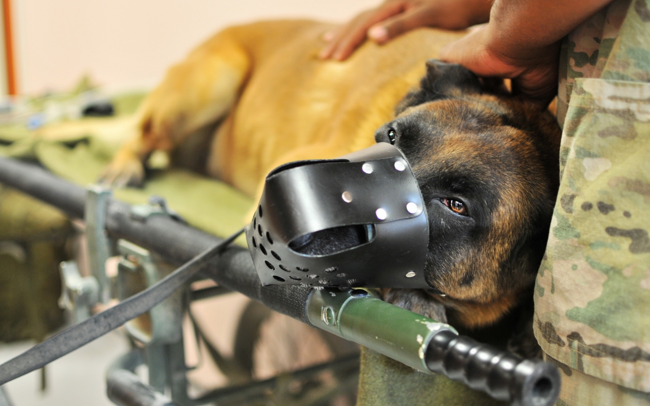 Army Dog  for 1280 x 800 widescreen resolution