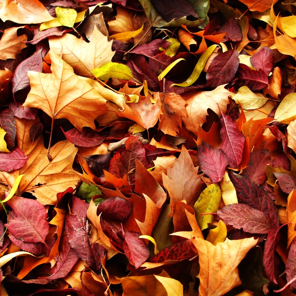 Autumn Carpet for 1024 x 1024 iPad resolution