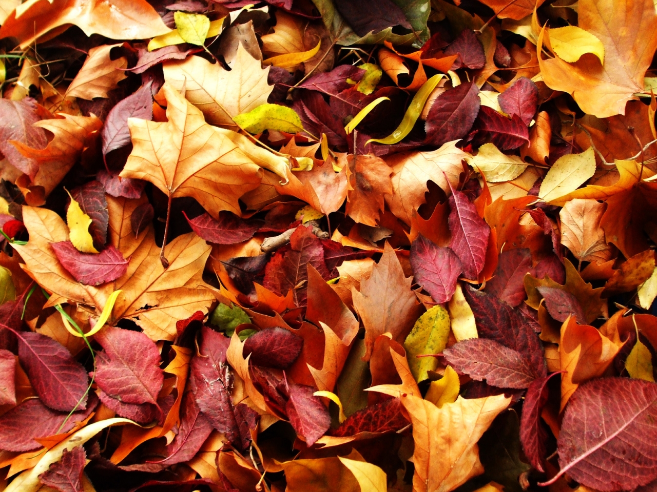 Autumn Carpet for 1280 x 960 resolution