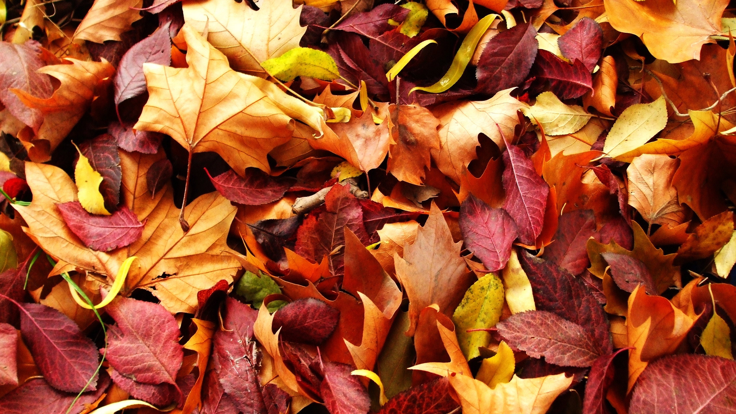 Autumn Carpet for 2560x1440 HDTV resolution