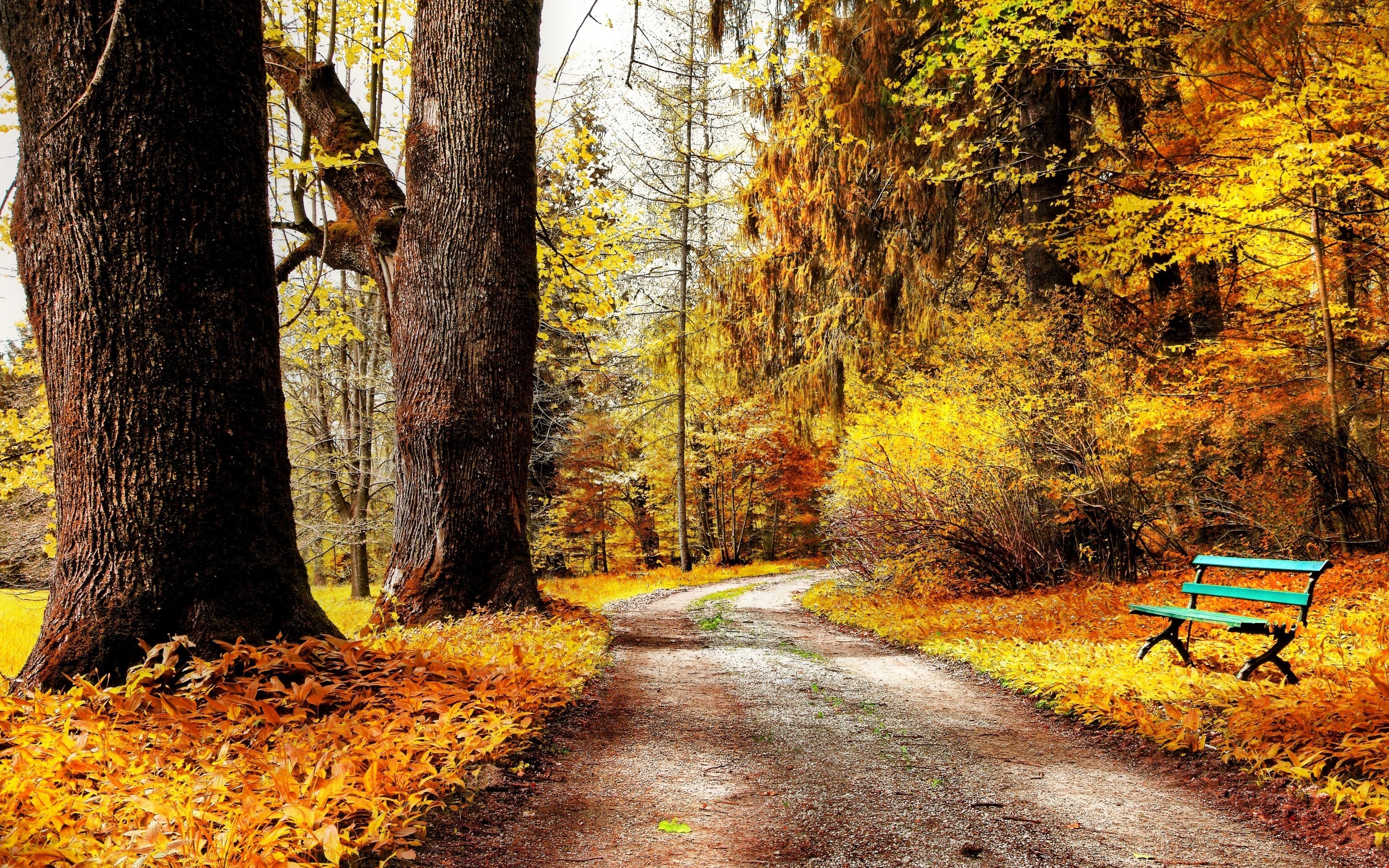 Autumn Forest Path for 2880 x 1800 Retina Display resolution