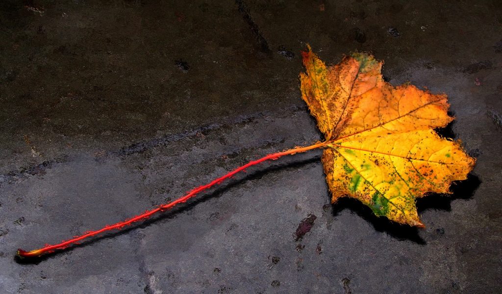 Autumn Leaf for 1024 x 600 widescreen resolution