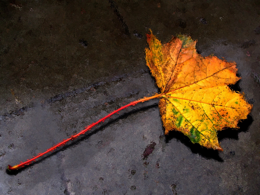 Autumn Leaf for 1024 x 768 resolution