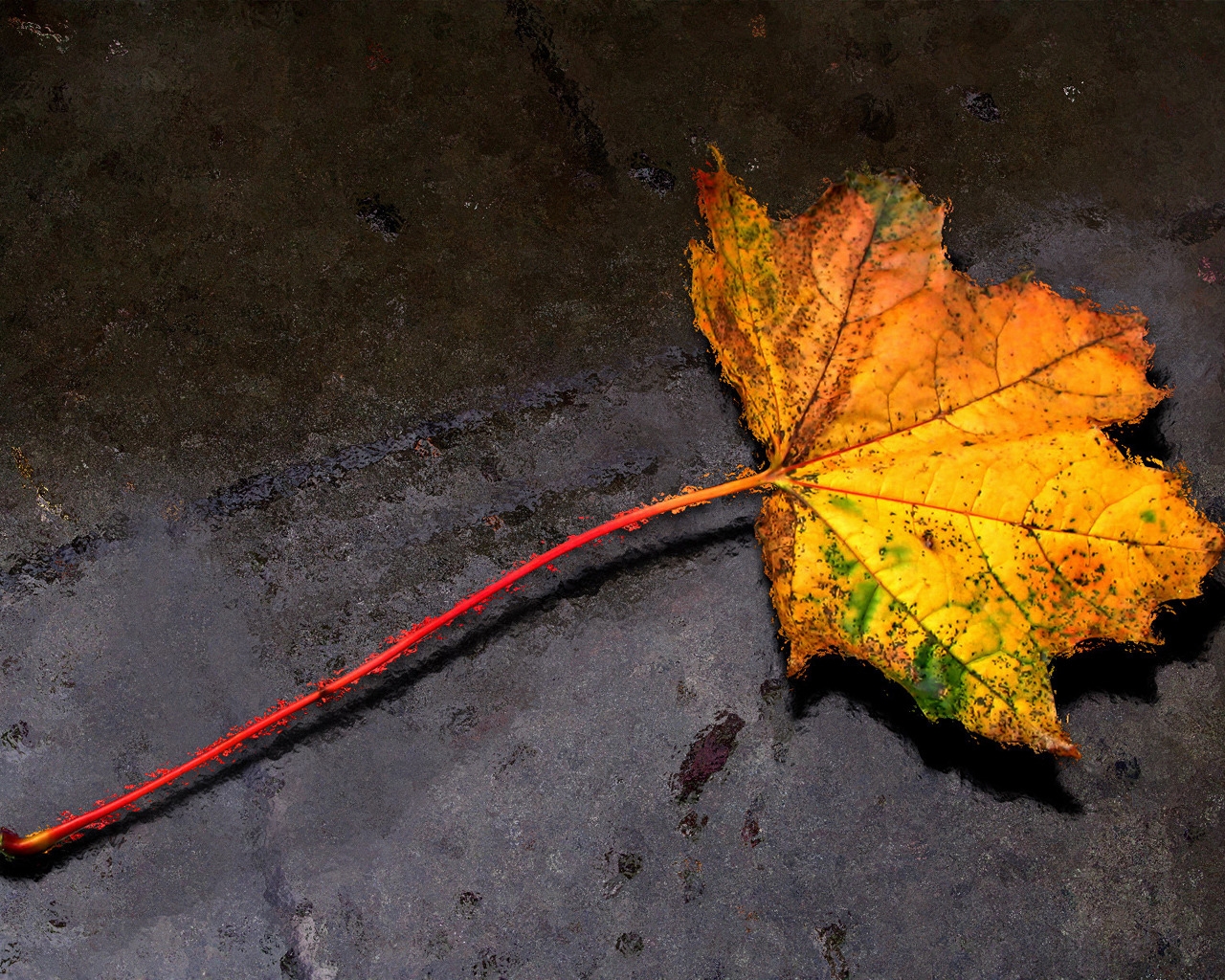 Autumn Leaf for 1280 x 1024 resolution