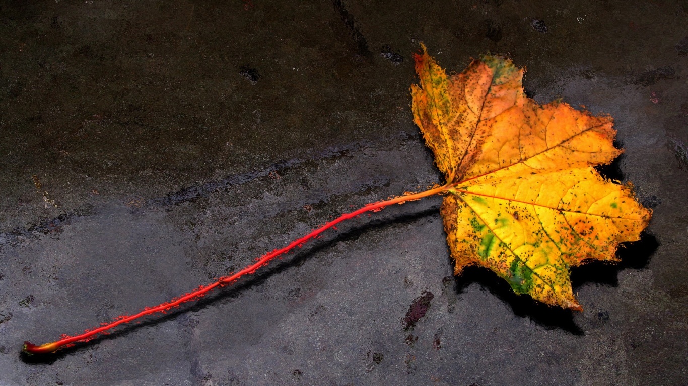Autumn Leaf for 1366 x 768 HDTV resolution