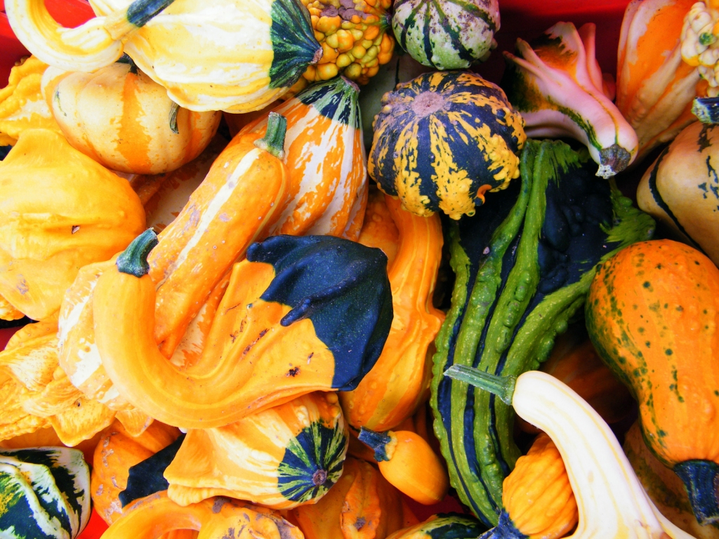 Autumn Pumpkins for 1024 x 768 resolution