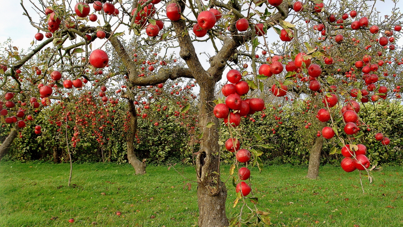 Autumn Red Apples for 1366 x 768 HDTV resolution