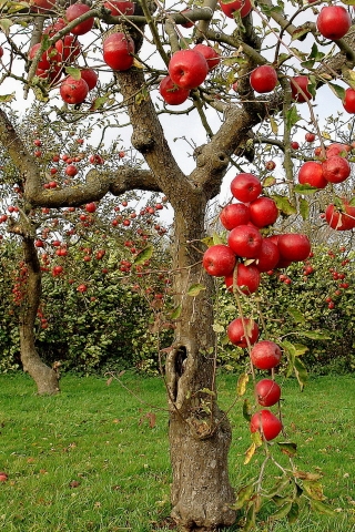 Autumn Red Apples for 320 x 480 iPhone resolution