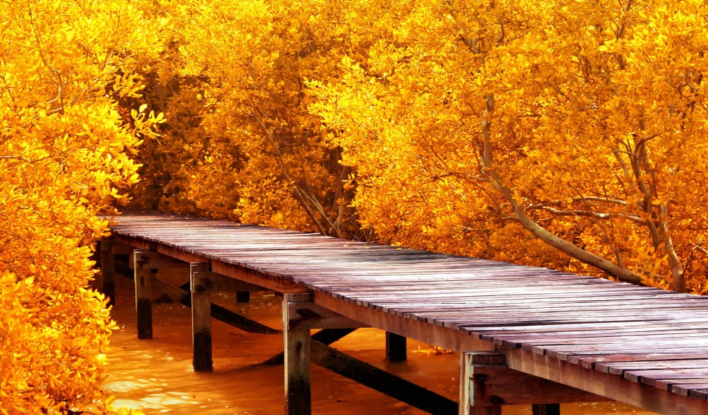Autumn Yellow Trees for 1024 x 600 widescreen resolution