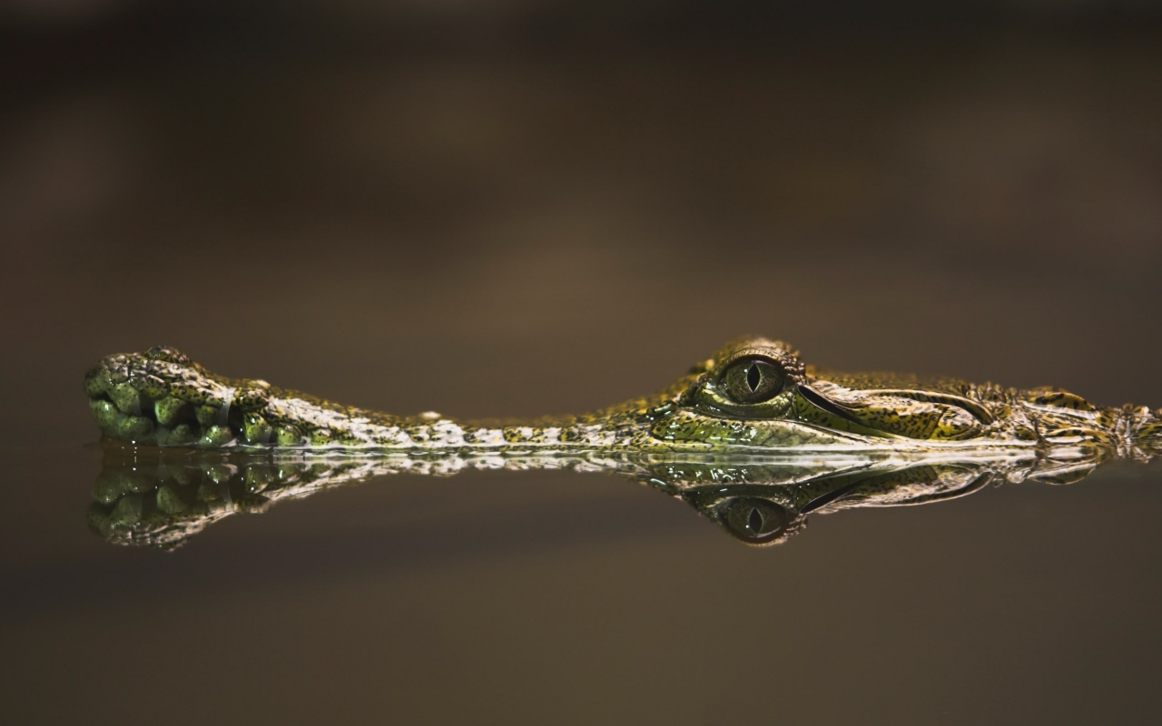 Baby Alligator for 1280 x 800 widescreen resolution