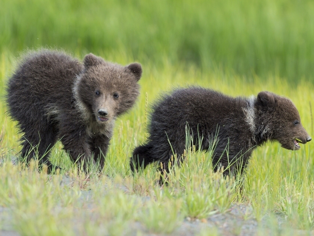 Baby Bears for 1024 x 768 resolution