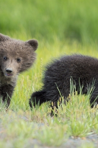 Baby Bears for 320 x 480 iPhone resolution