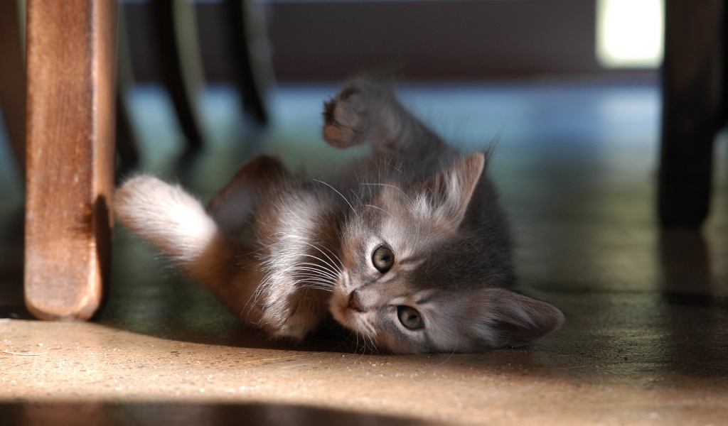 Baby Cat for 1024 x 600 widescreen resolution