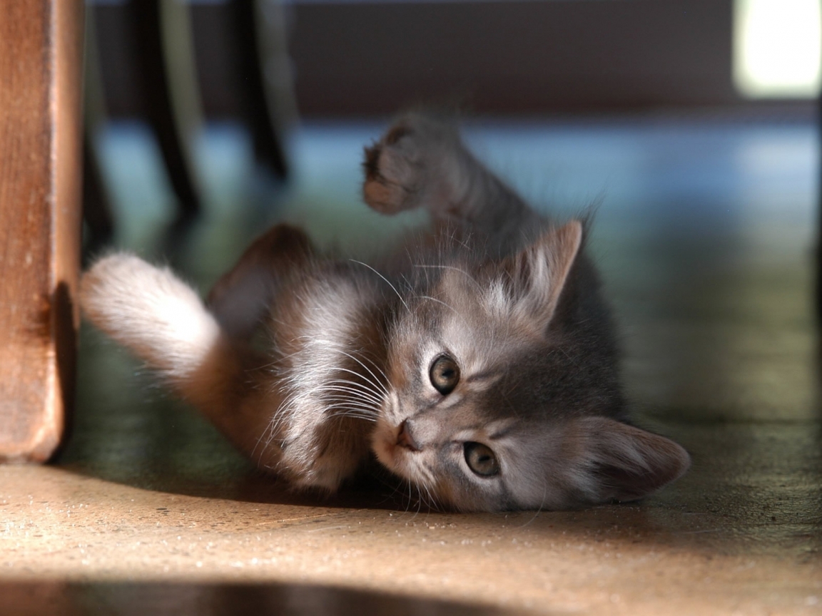 Baby Cat for 1152 x 864 resolution