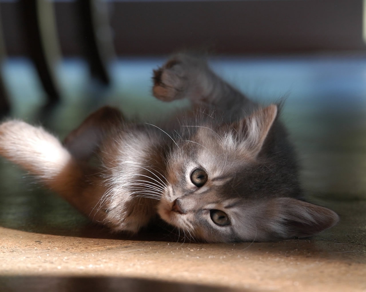 Baby Cat for 1280 x 1024 resolution