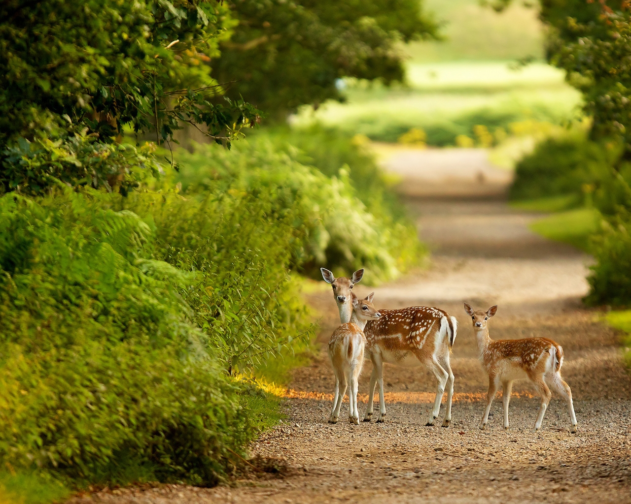 Baby Deers for 1280 x 1024 resolution