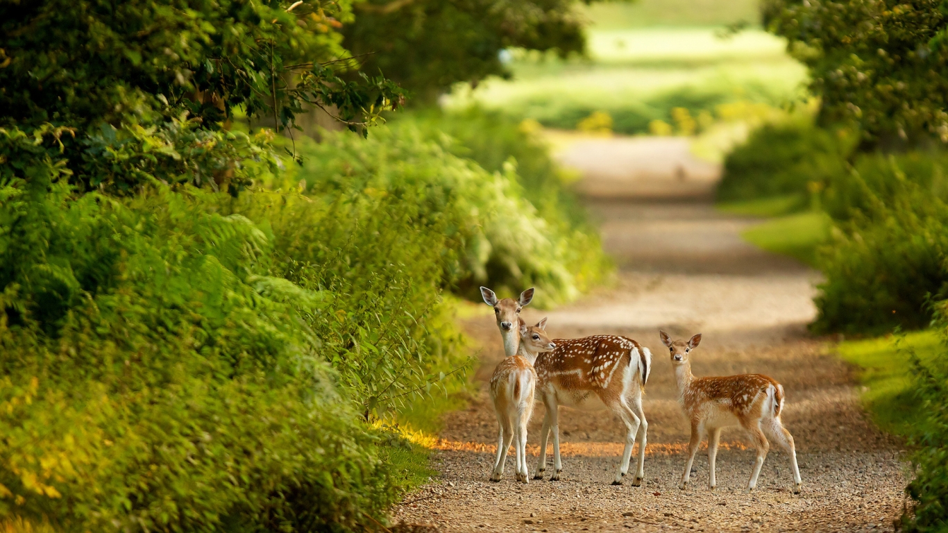 Baby Deers for 1366 x 768 HDTV resolution