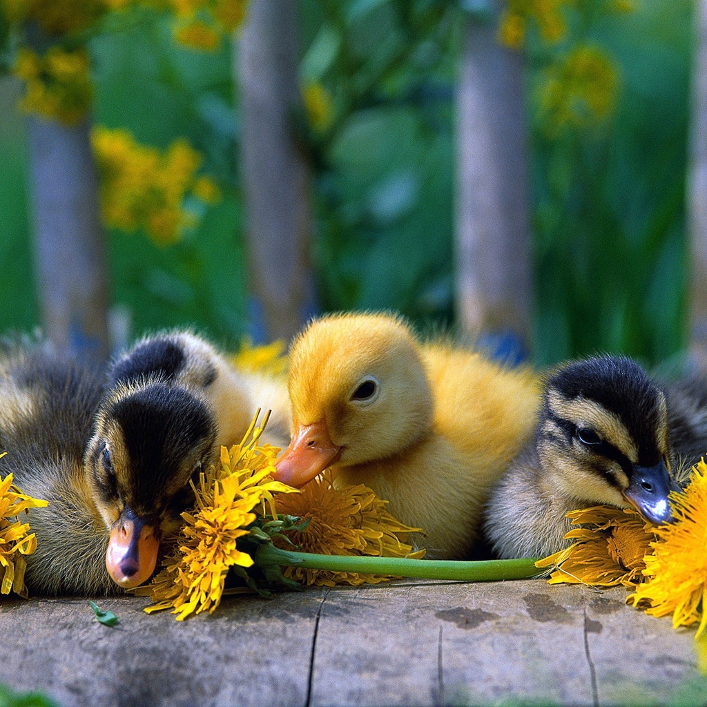 Baby Ducks for 1024 x 1024 iPad resolution