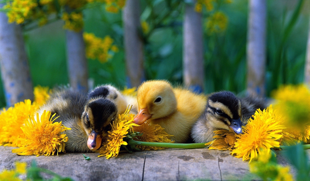 Baby Ducks for 1024 x 600 widescreen resolution