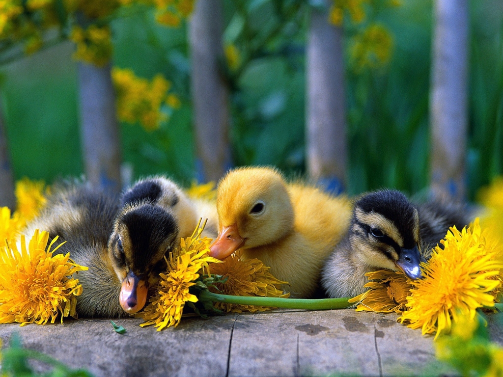 Baby Ducks for 1024 x 768 resolution