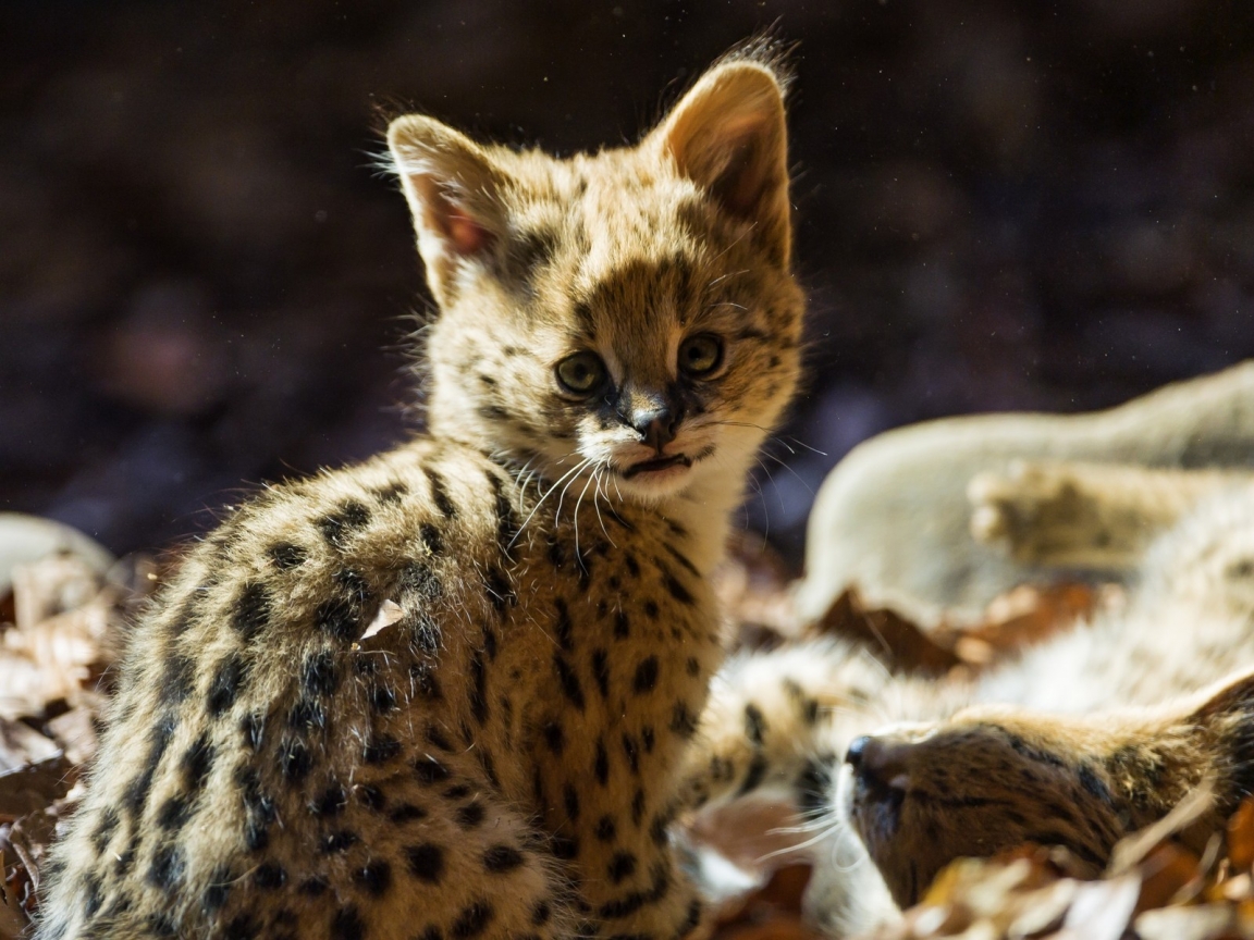 Baby Jaguar for 1152 x 864 resolution