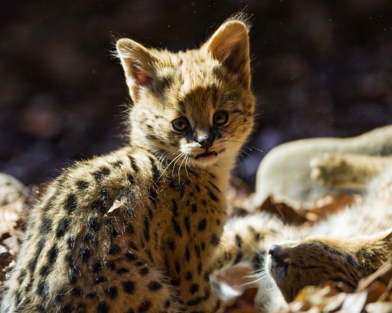 Baby Jaguar for 1280 x 1024 resolution