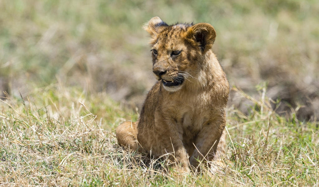 Baby Lion for 1024 x 600 widescreen resolution