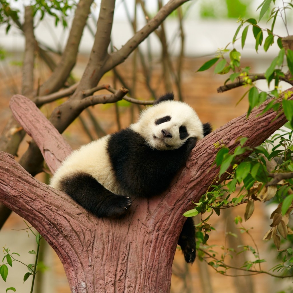 Baby Panda for 1024 x 1024 iPad resolution