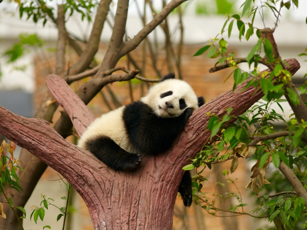 Baby Panda for 1024 x 768 resolution
