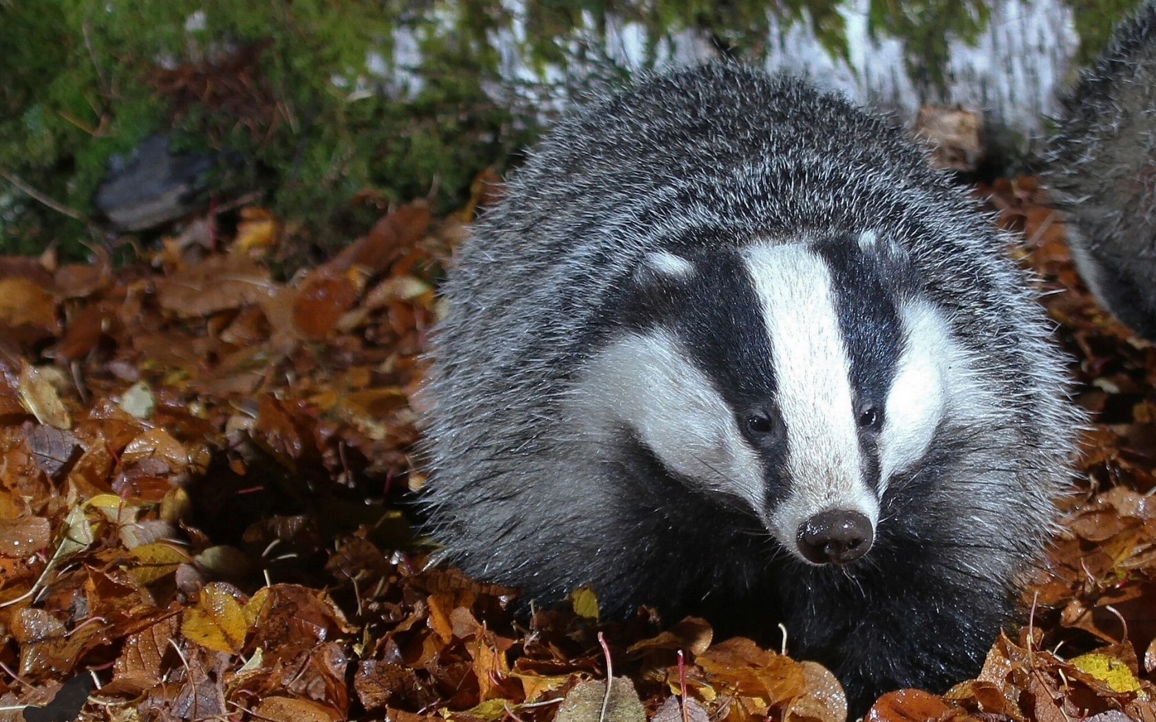 Badger for 1680 x 1050 widescreen resolution