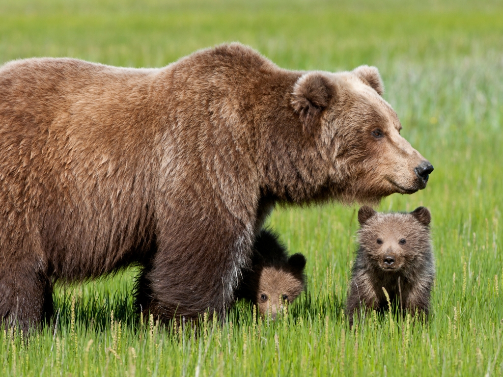 Bear with Cubs for 1024 x 768 resolution