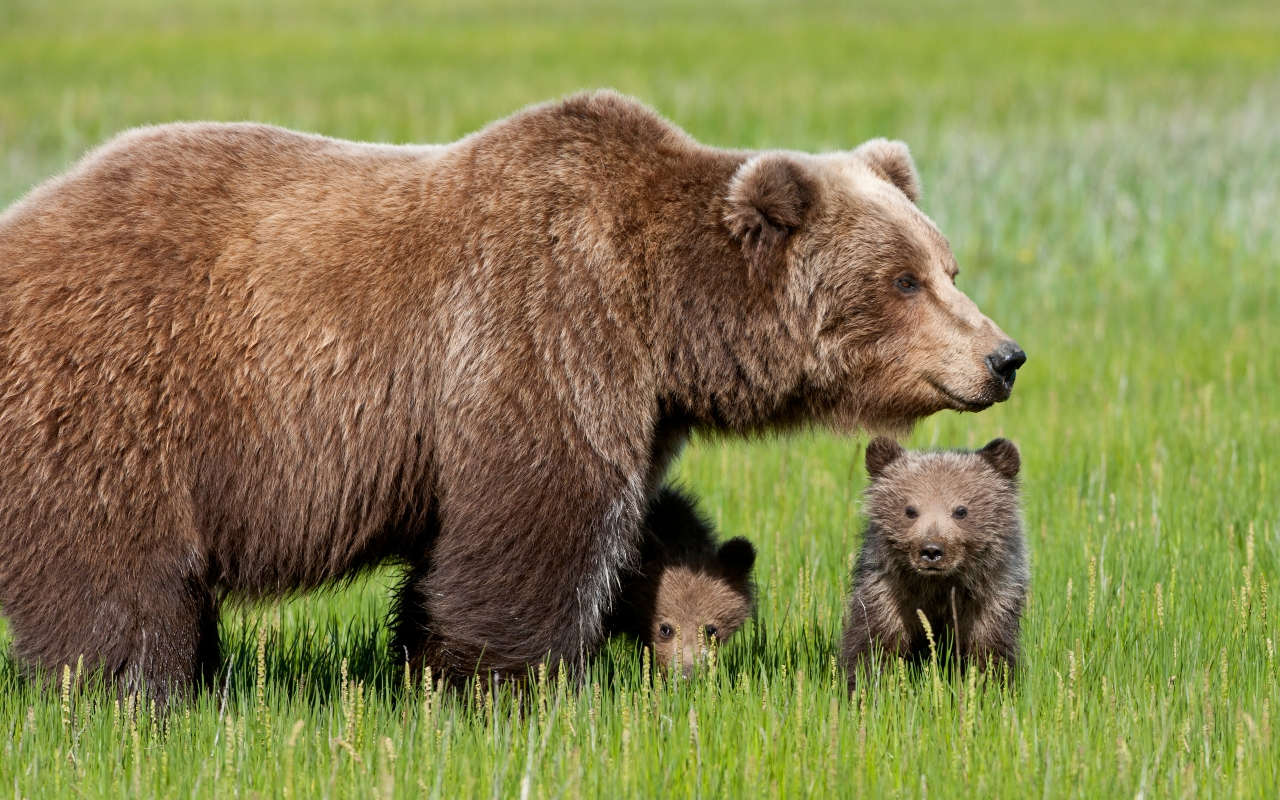 Bear with Cubs for 1280 x 800 widescreen resolution