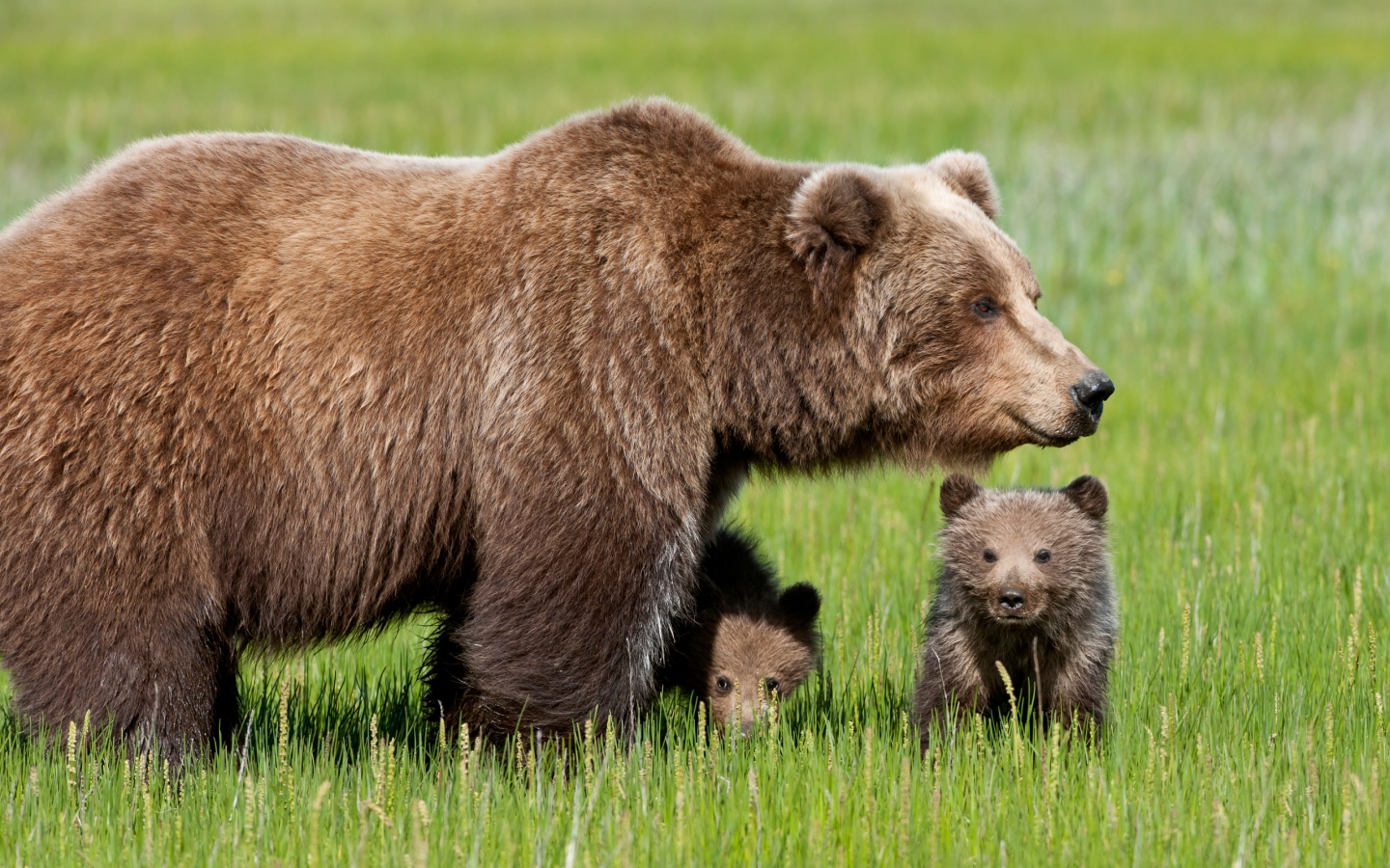 Bear with Cubs for 1440 x 900 widescreen resolution