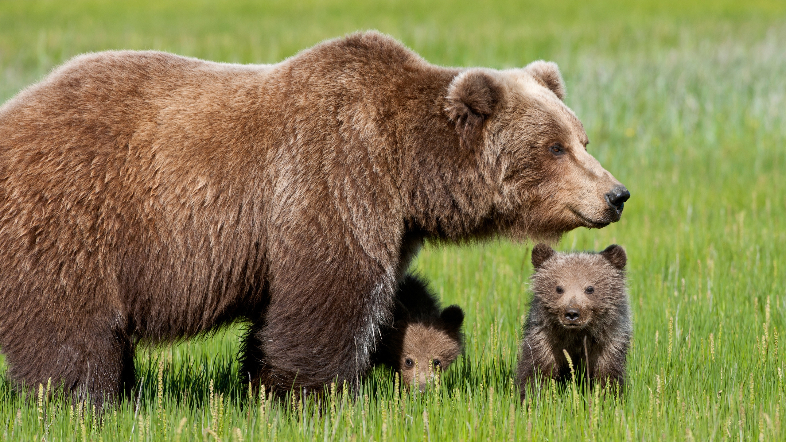 Bear with Cubs for 2560x1440 HDTV resolution