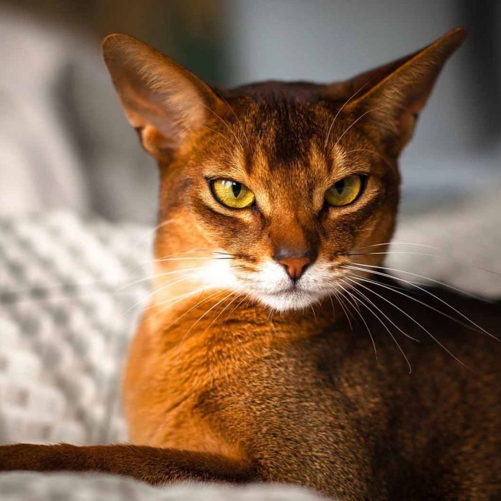 Beautiful Abyssinian Cat for 1024 x 1024 iPad resolution