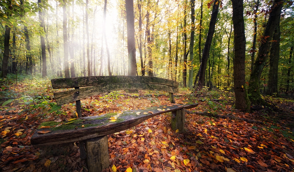 Beautiful Autumn Forest View for 1024 x 600 widescreen resolution