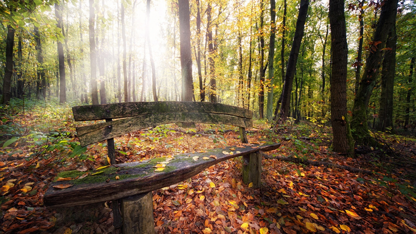 Beautiful Autumn Forest View for 1366 x 768 HDTV resolution