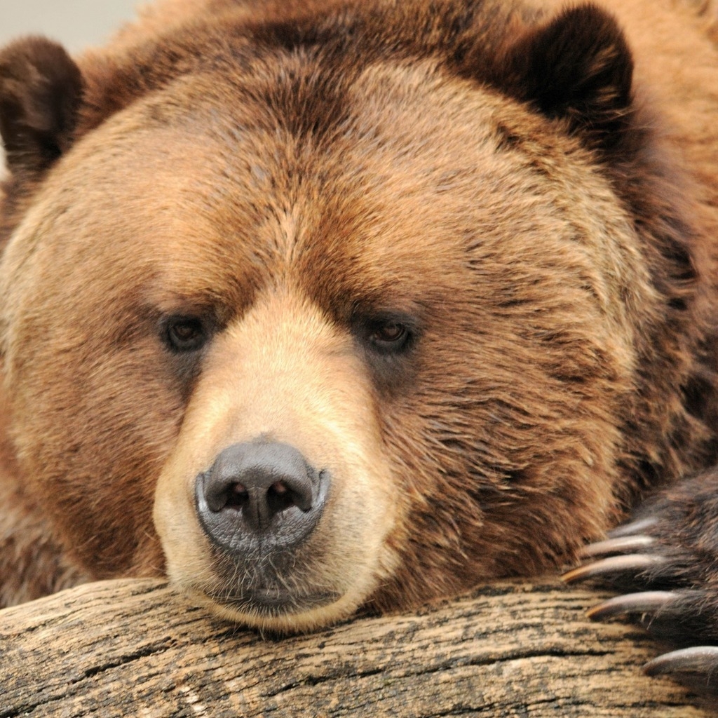 Beautiful Big Brown Bear for 1024 x 1024 iPad resolution