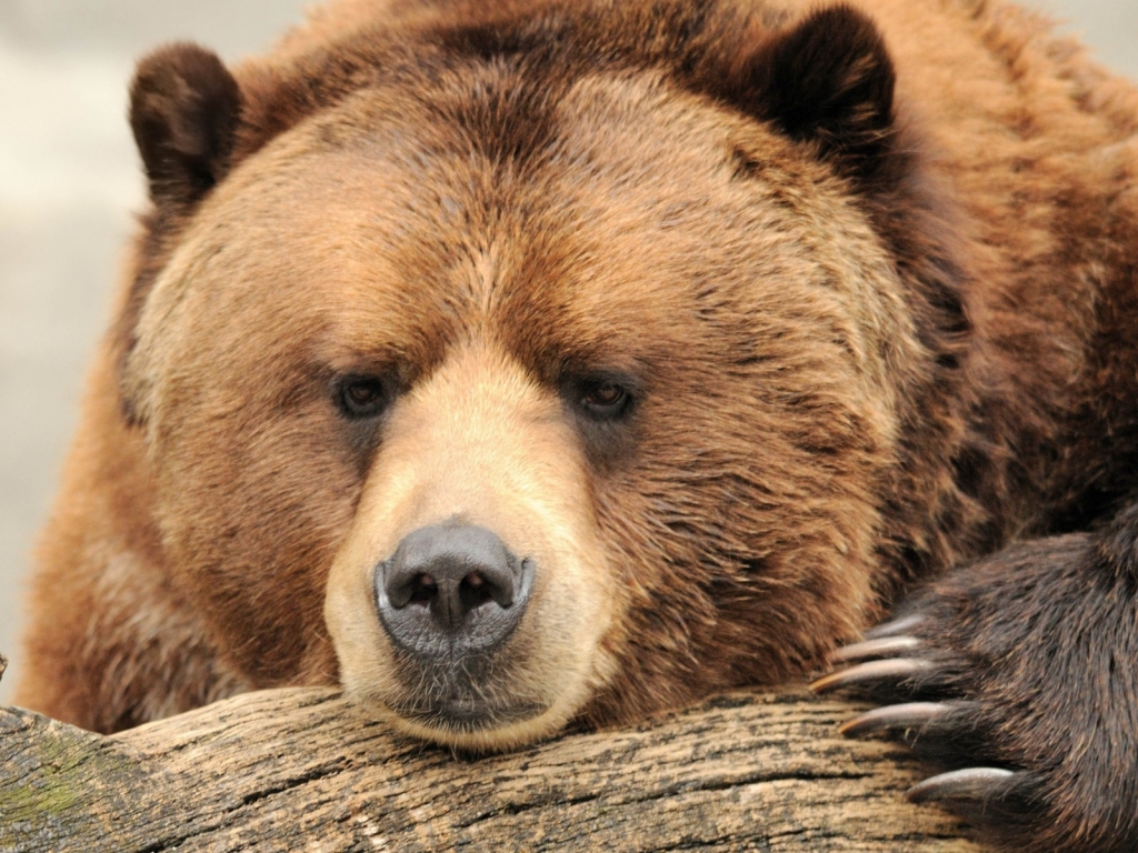 Beautiful Big Brown Bear for 1024 x 768 resolution