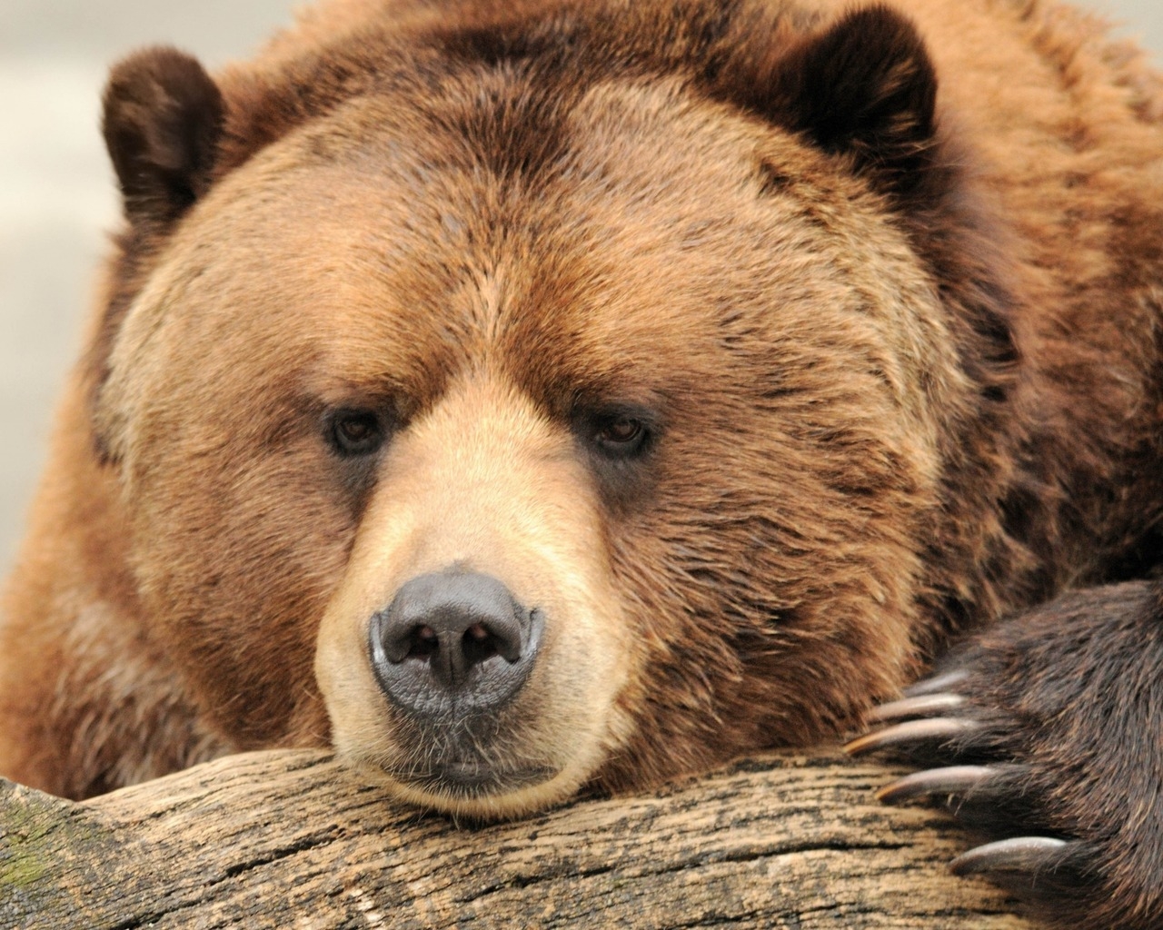 Beautiful Big Brown Bear for 1280 x 1024 resolution