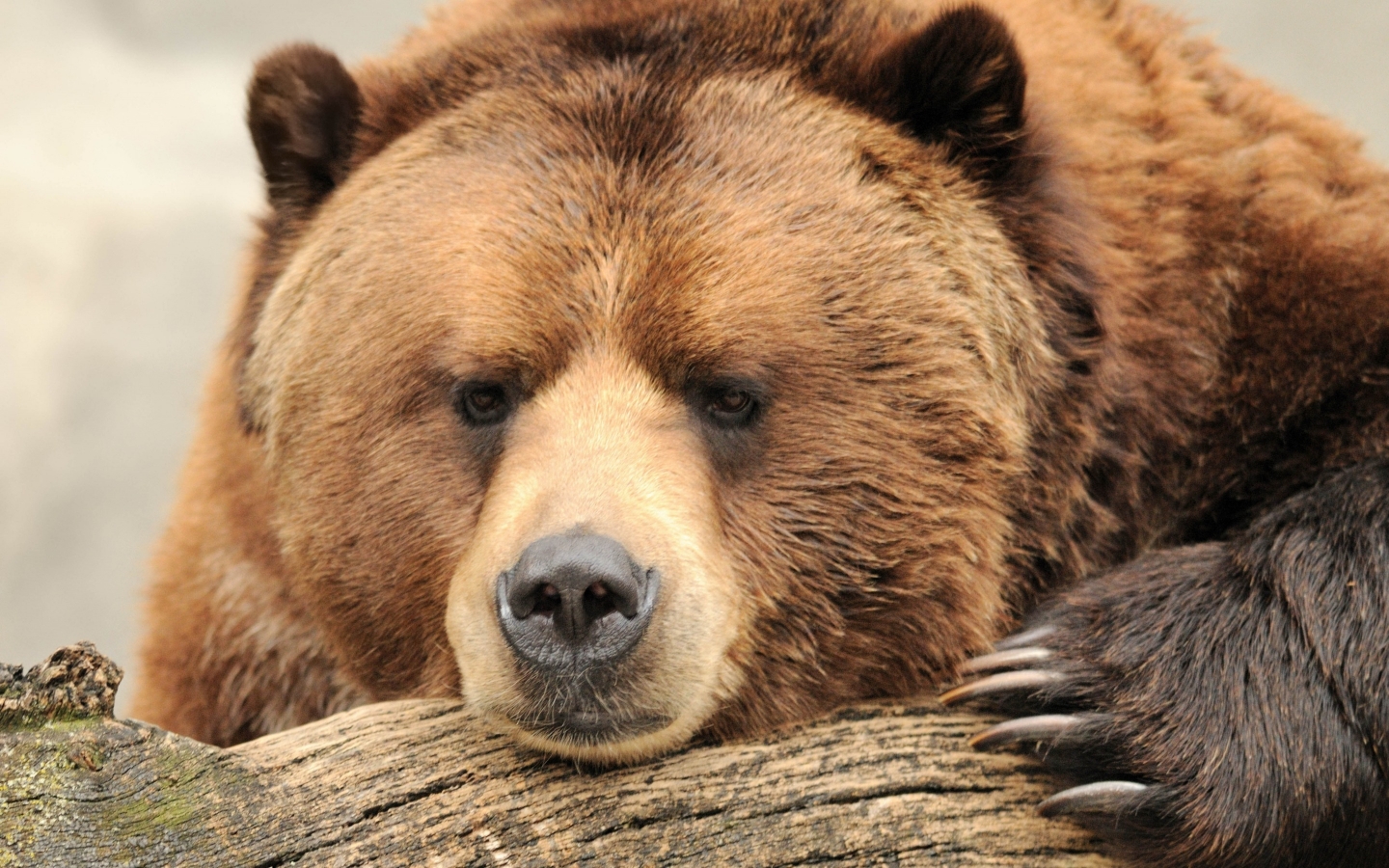 Beautiful Big Brown Bear for 1440 x 900 widescreen resolution