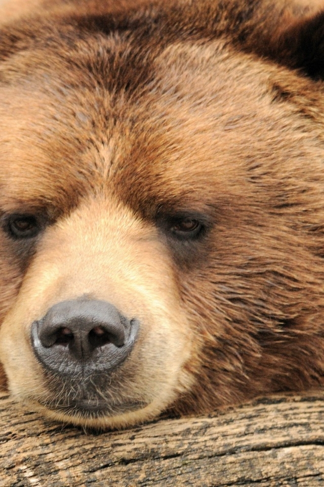 Beautiful Big Brown Bear for 640 x 960 iPhone 4 resolution