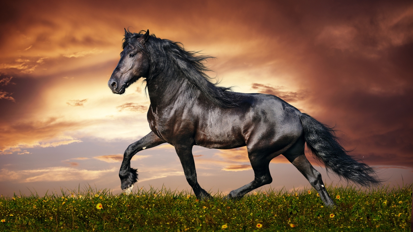 Beautiful Black Horse for 1366 x 768 HDTV resolution