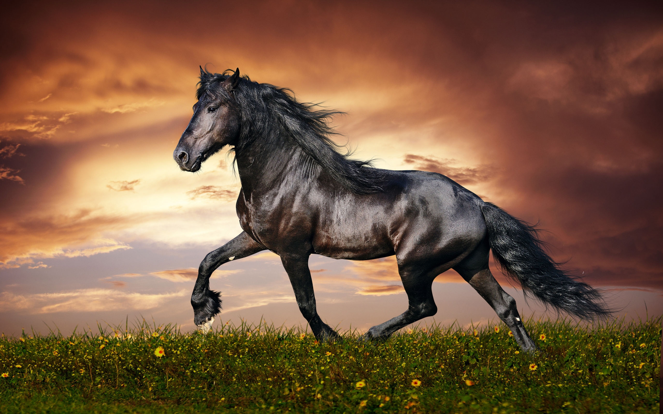 Beautiful Black Horse for 2560 x 1600 widescreen resolution