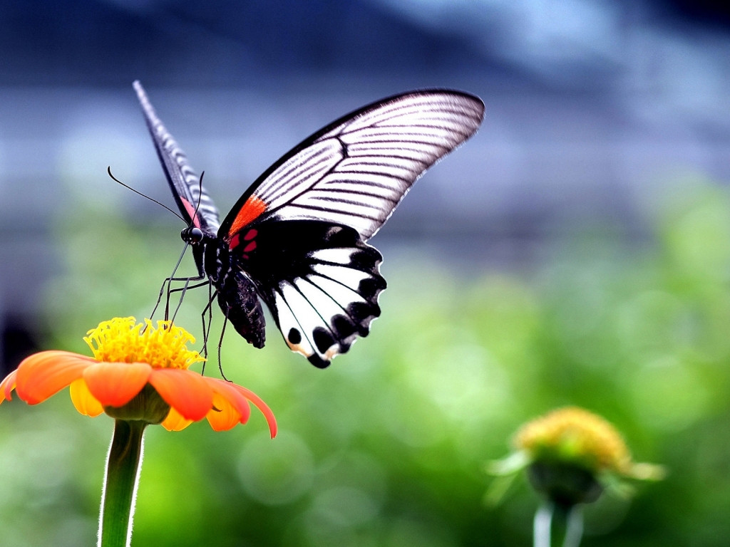 Beautiful Butterfly on Orange Flower for 1024 x 768 resolution