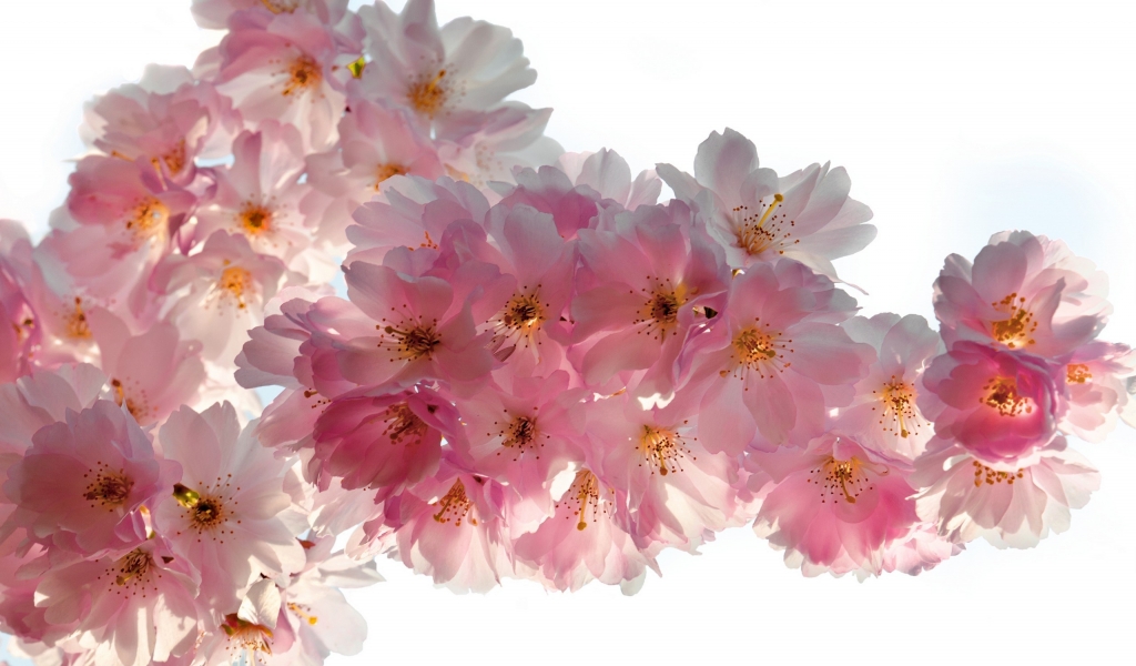 Beautiful Cherry Flowers for 1024 x 600 widescreen resolution