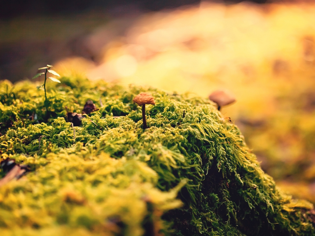 Beautiful Close Up Moss for 1024 x 768 resolution