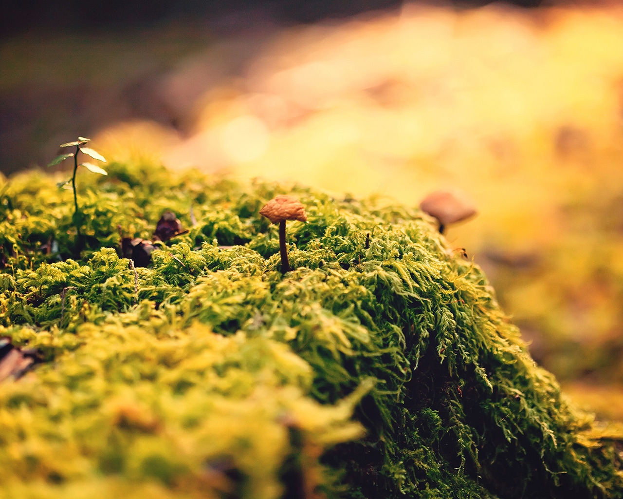 Beautiful Close Up Moss for 1280 x 1024 resolution