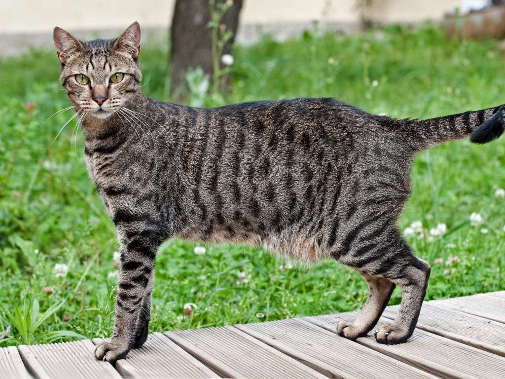 Beautiful Egyptian Mau Cat for 1024 x 768 resolution