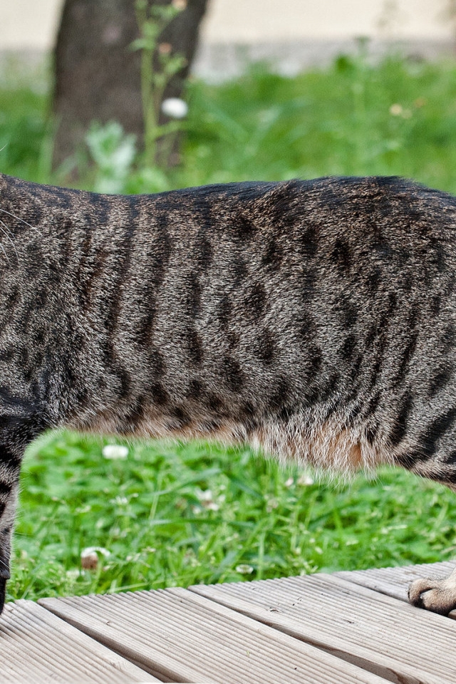 Beautiful Egyptian Mau Cat for 640 x 960 iPhone 4 resolution